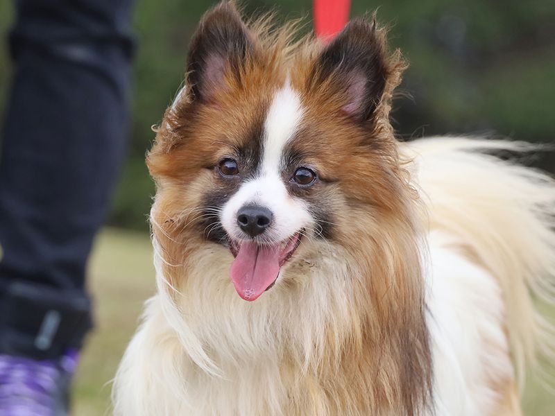 Marge | Pomeranian Cross | Leeds - 3