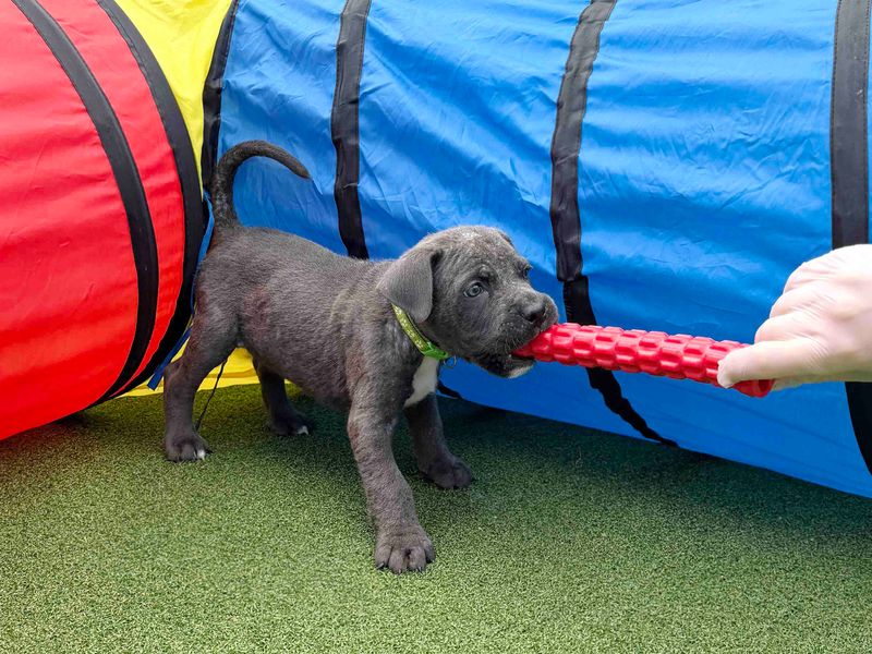 Cane Corso Dogs And Puppies For Adoption