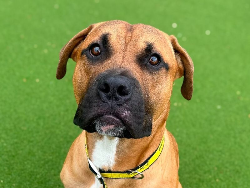 Basil | Terrier (Staffordshire Bull) Cross | Basildon (Essex) - 1