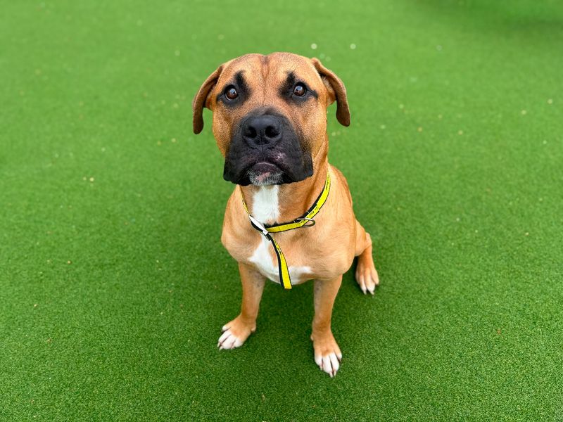 Basil | Terrier (Staffordshire Bull) Cross | Basildon (Essex) - 4