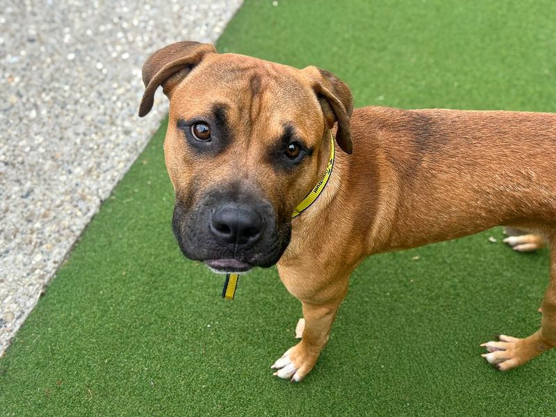 Basil | Terrier (Staffordshire Bull) Cross | Basildon (Essex) - 3