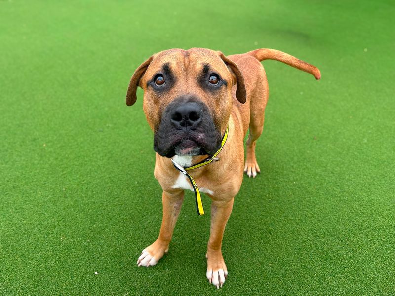 Basil | Terrier (Staffordshire Bull) Cross | Basildon (Essex) - 2