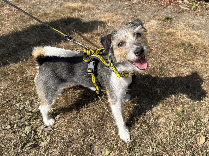 Florence | Terrier (Jack Russell) | Basildon (Essex) - 5