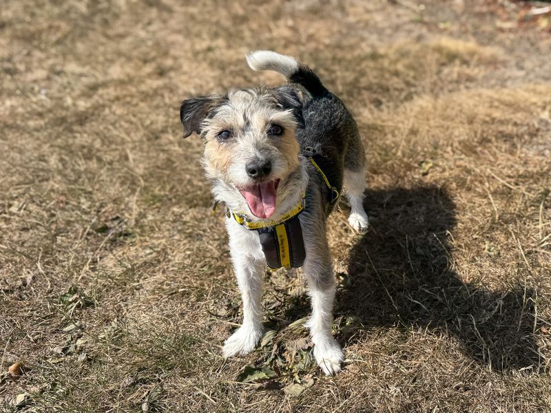 Florence | Terrier (Jack Russell) | Basildon (Essex) - 1