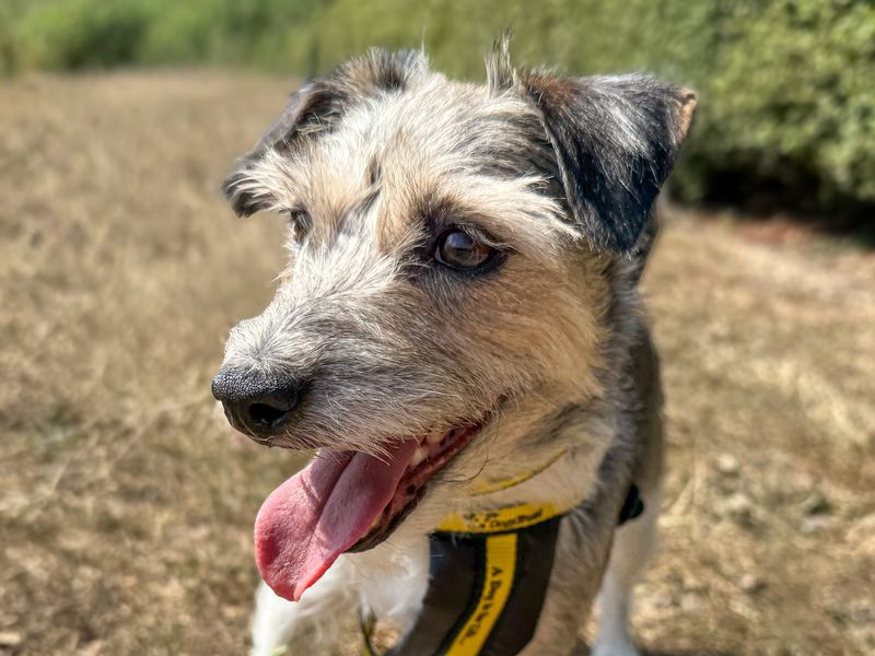 Florence | Terrier (Jack Russell) | Basildon (Essex) - 7