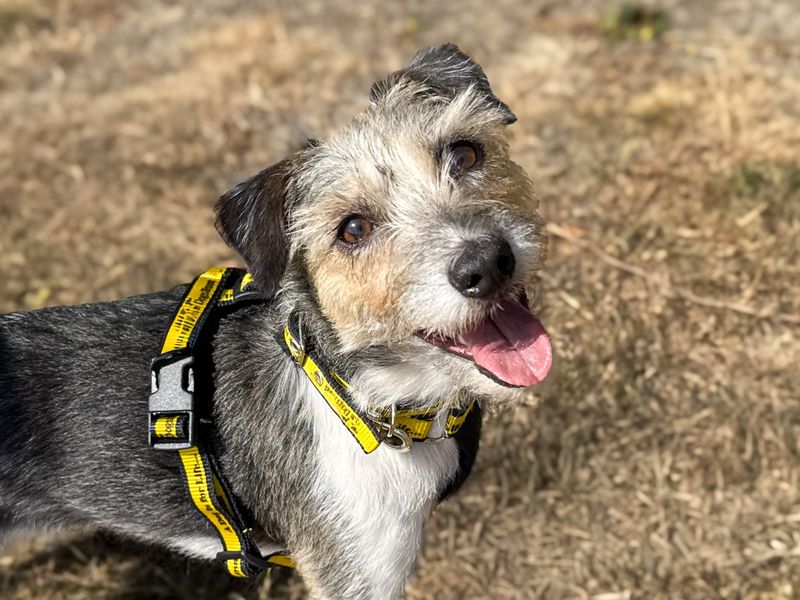 Florence | Terrier (Jack Russell) | Basildon (Essex) - 3