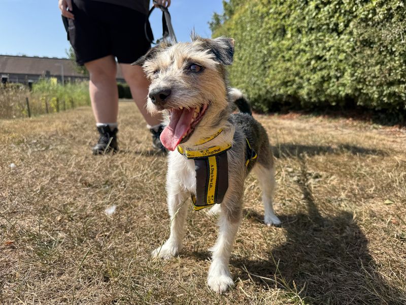 Florence | Terrier (Jack Russell) | Basildon (Essex) - 2