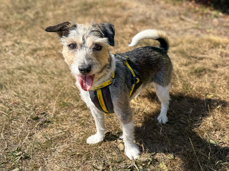 Florence | Terrier (Jack Russell) | Basildon (Essex) - 4
