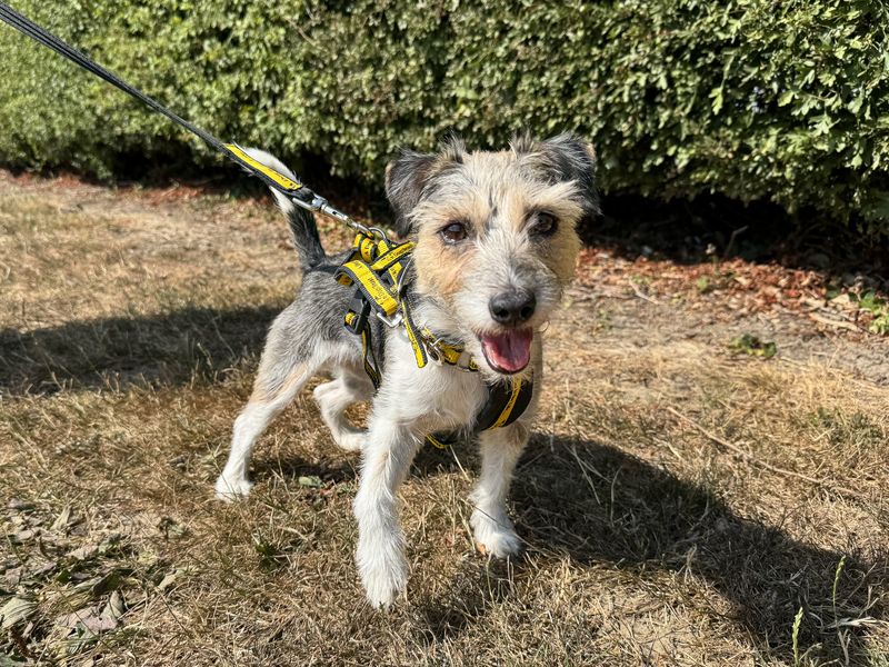 Florence | Terrier (Jack Russell) | Basildon (Essex) - 6