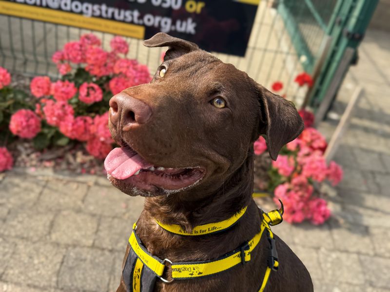 Clark | Terrier (Staffordshire Bull) Cross | Basildon (Essex) - 4