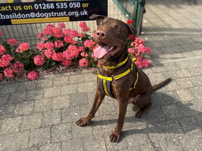 Clark | Terrier (Staffordshire Bull) Cross | Basildon (Essex) - 1