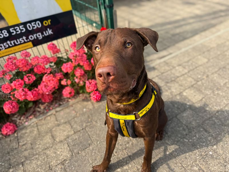 Clark | Terrier (Staffordshire Bull) Cross | Basildon (Essex) - 6