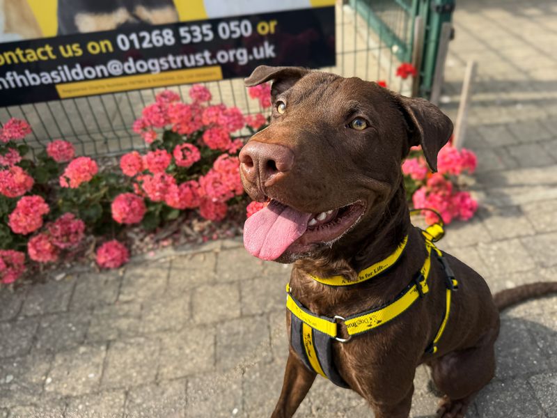Clark | Terrier (Staffordshire Bull) Cross | Basildon (Essex) - 5