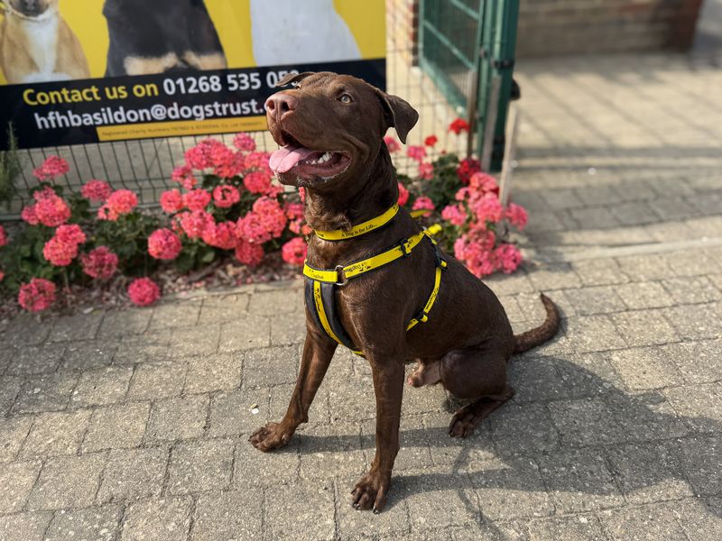 Clark | Terrier (Staffordshire Bull) Cross | Basildon (Essex) - 2