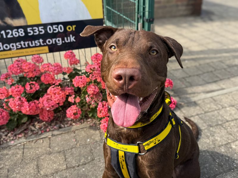 Clark | Terrier (Staffordshire Bull) Cross | Basildon (Essex) - 3