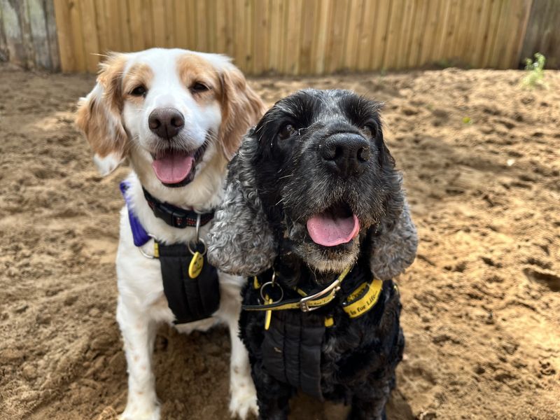 Saffie | Spaniel (Cocker) | Ilfracombe - 1