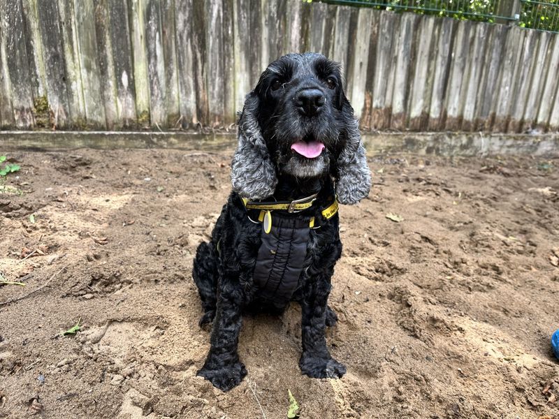 Saffie | Spaniel (Cocker) | Ilfracombe - 3