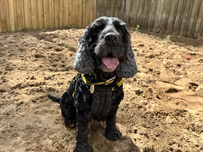 Saffie | Spaniel (Cocker) | Ilfracombe - 4