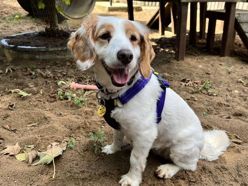 Ruby | Spaniel (Cocker) Cross | Ilfracombe - 4