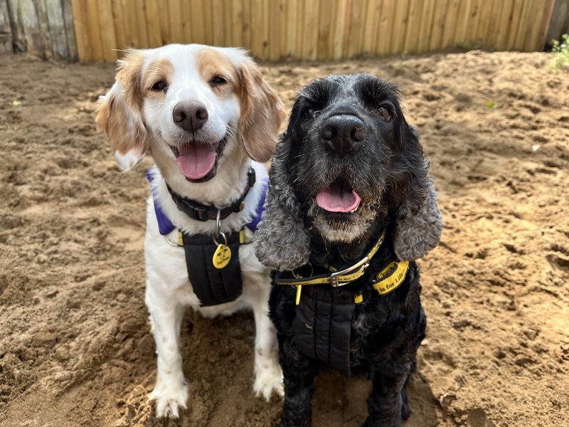 Ruby | Spaniel (Cocker) Cross | Ilfracombe - 2