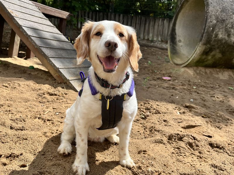 Cocker Spaniel Dogs And Puppies For Adoption