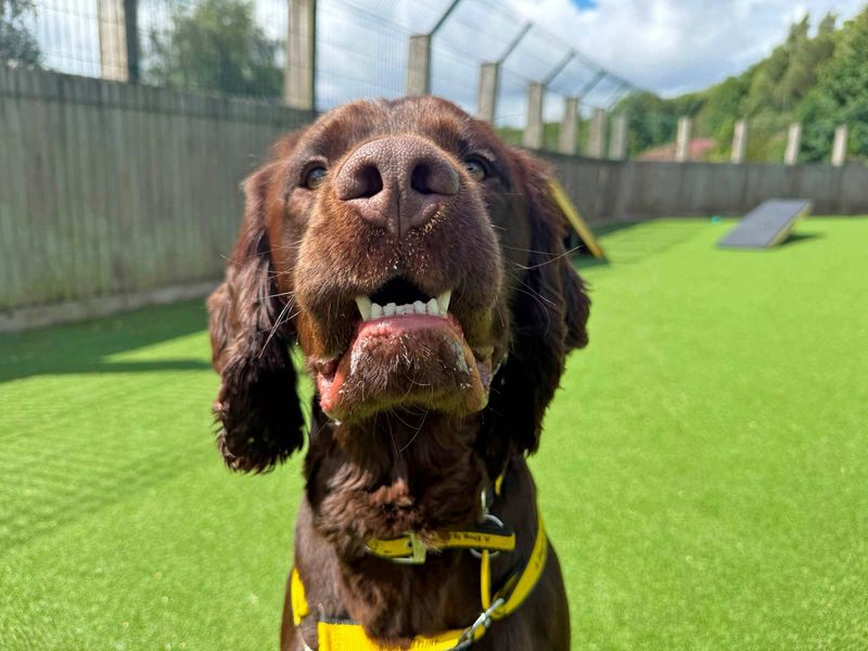 Springer Spaniel Dogs And Puppies For Adoption