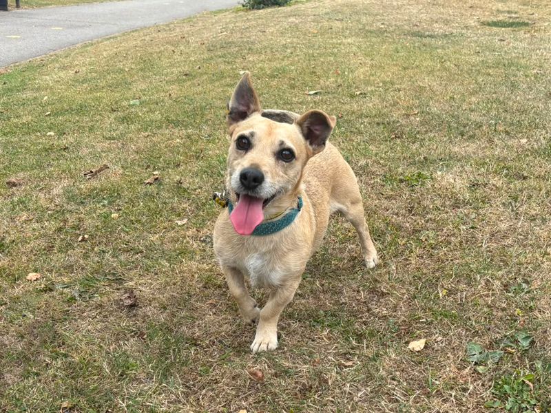 Buddy | Terrier (Jack Russell) Cross | Merseyside (Liverpool) - 2