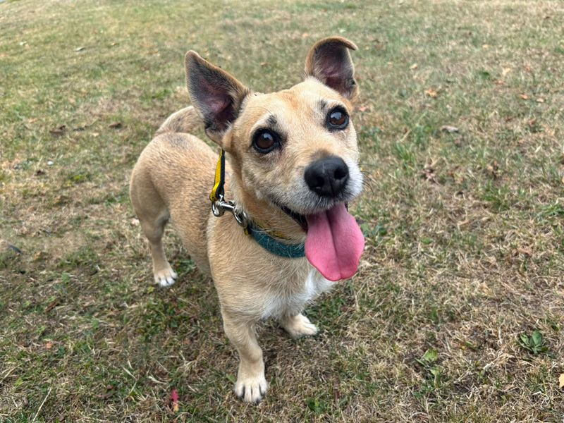 Buddy | Terrier (Jack Russell) Cross | Merseyside (Liverpool) - 3