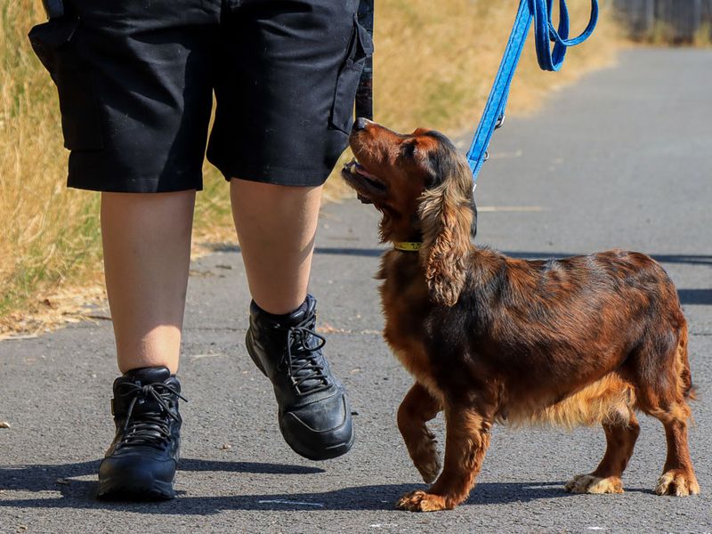 Dove | Spaniel (Cocker) | Evesham (Worcestershire) - 3