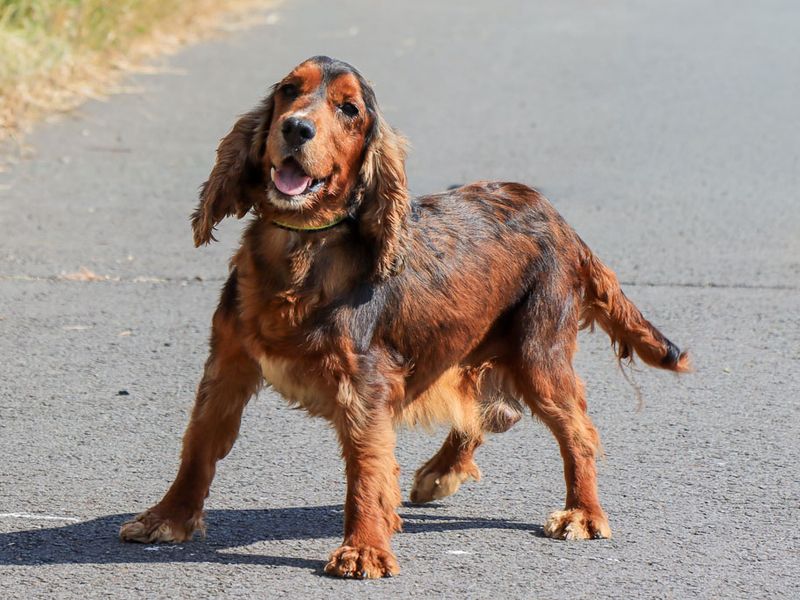 Dove | Spaniel (Cocker) | Evesham (Worcestershire) - 4