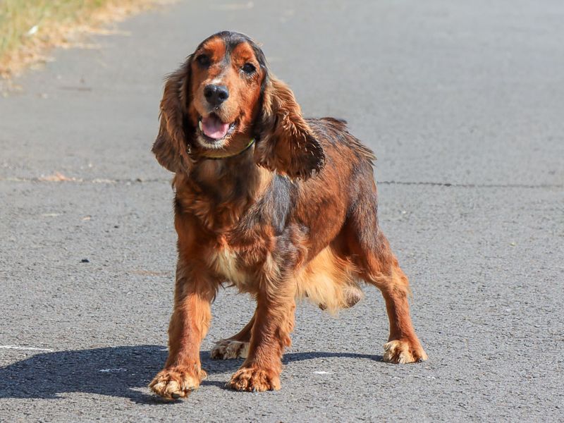 Dove | Spaniel (Cocker) | Evesham (Worcestershire) - 5
