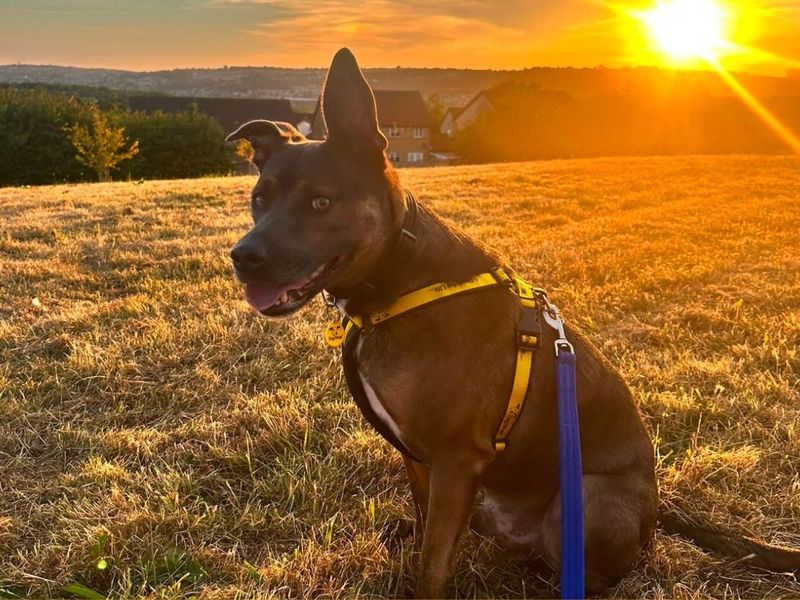Ralph | Terrier (Staffordshire Bull) Cross | Snetterton (Norfolk) - 7