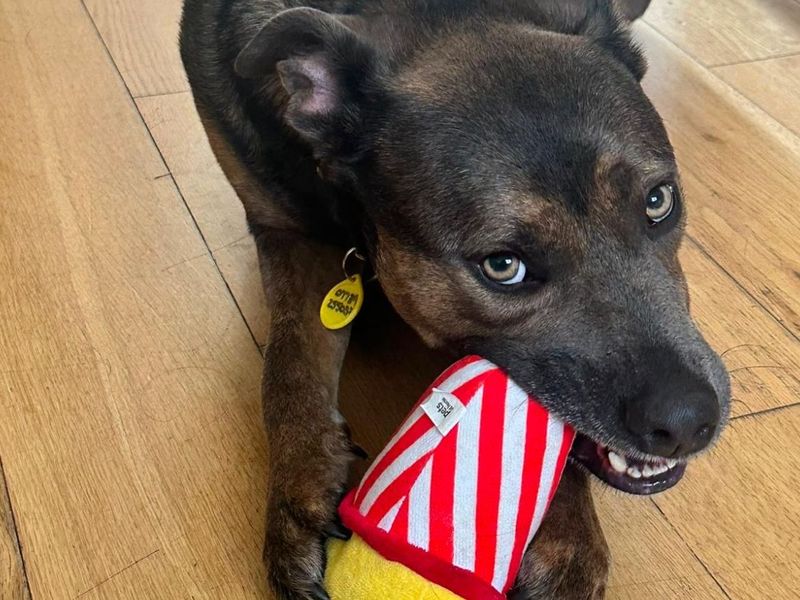Ralph | Terrier (Staffordshire Bull) Cross | Snetterton (Norfolk) - 1