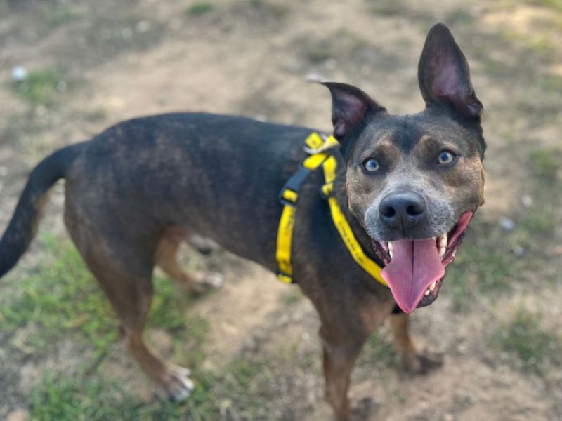 Ralph | Terrier (Staffordshire Bull) Cross | Snetterton (Norfolk) - 2