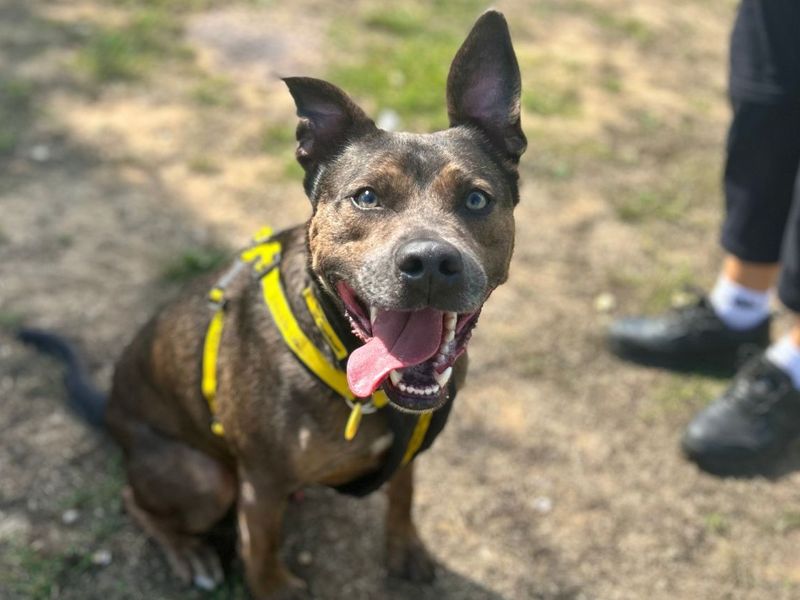 Ralph | Terrier (Staffordshire Bull) Cross | Snetterton (Norfolk) - 6