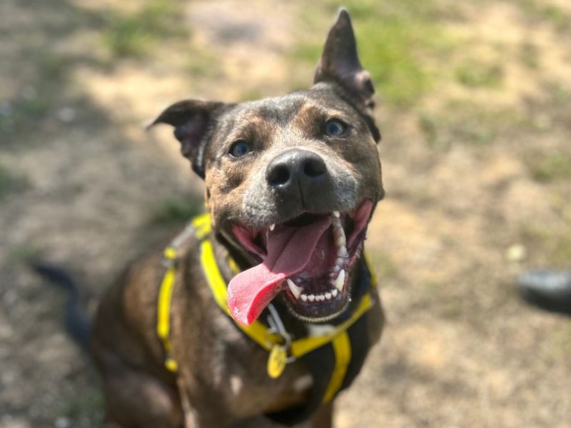 Ralph | Terrier (Staffordshire Bull) Cross | Snetterton (Norfolk) - 3