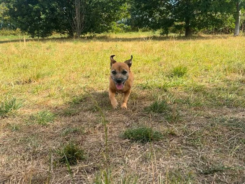 Lilly | Terrier (Jack Russell) Cross | Shrewsbury (Shropshire) - 1