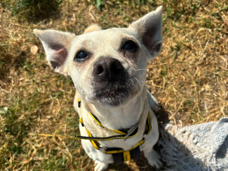 Pip | Terrier (Jack Russell) | Shrewsbury (Shropshire) - 2