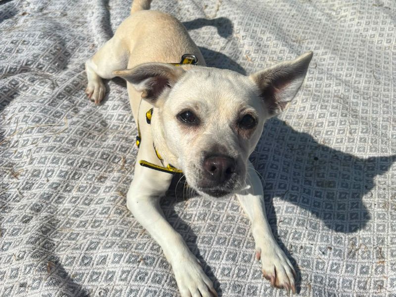 Jack Russell Terrier Dogs And Puppies For Adoption