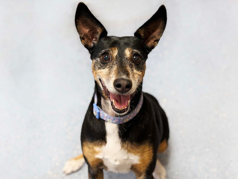 Mimi | Whippet Cross | Leeds - 2