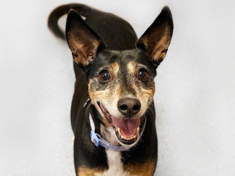 Mimi | Whippet Cross | Leeds - 1