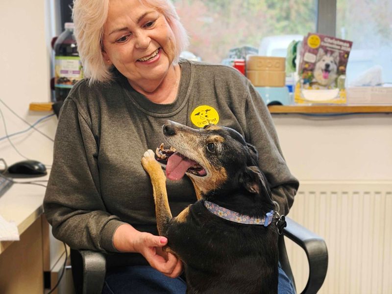 Mimi | Whippet Cross | Leeds - 3