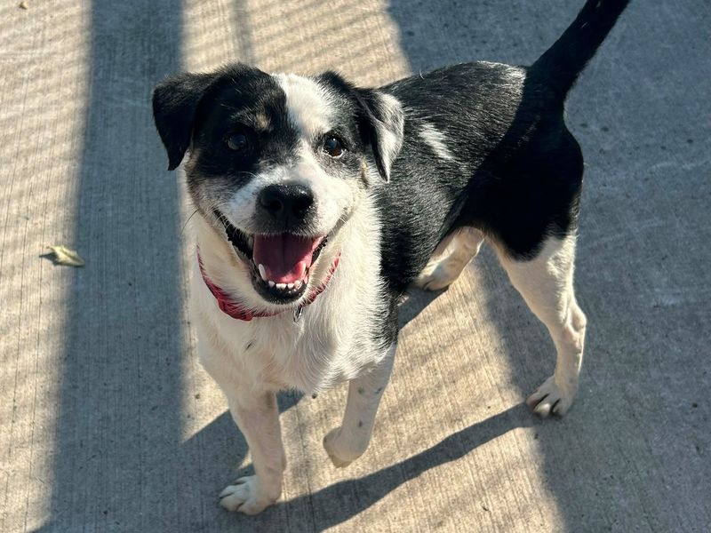 Jimmy Choo | Terrier (Jack Russell) | Cardiff - 1