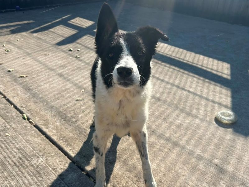 Boots | Collie (Border) | Cardiff - 2
