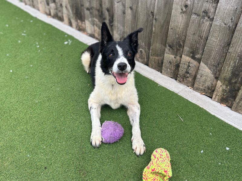 Boots | Collie (Border) | Cardiff - 4