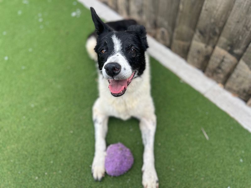Boots | Collie (Border) | Cardiff - 6