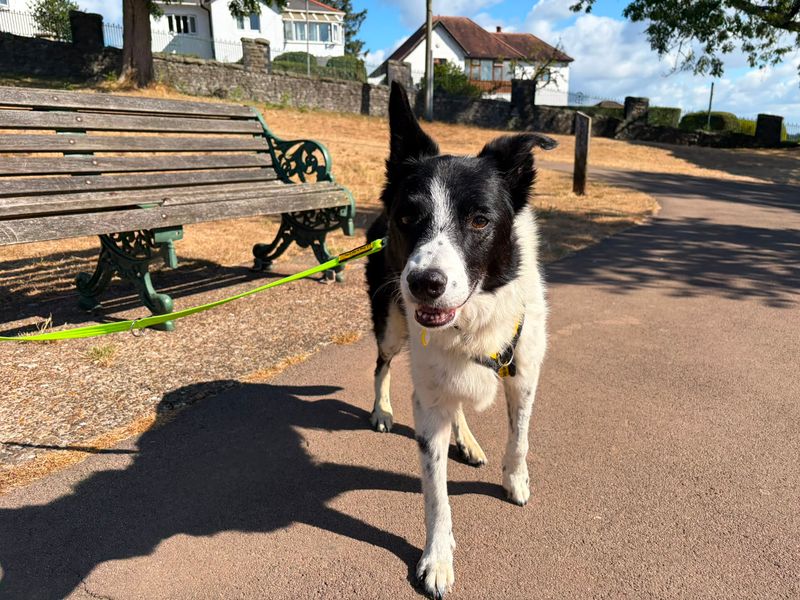 Boots | Collie (Border) | Cardiff - 5