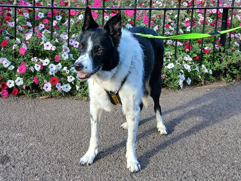 Boots | Collie (Border) | Cardiff - 3