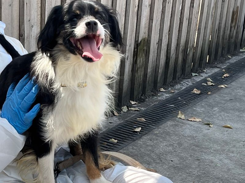 Sandal | Crossbreed | Cardiff - 2