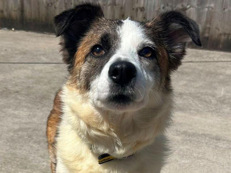 Jack Russell Terrier Dogs And Puppies For Adoption